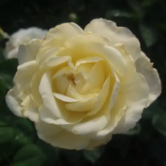 Alb, galben lămîie pal - trandafir teahibrid